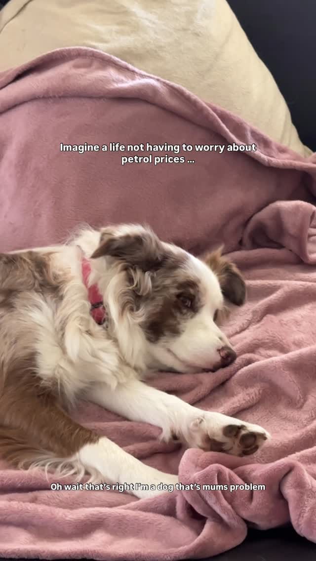 Post 2 by Nala and Winnie on Instagram (video)