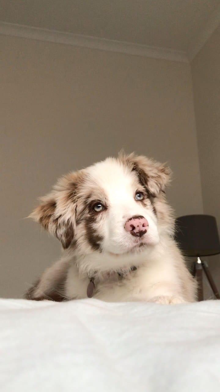 Post 3 by Nala and Winnie on Instagram (video)