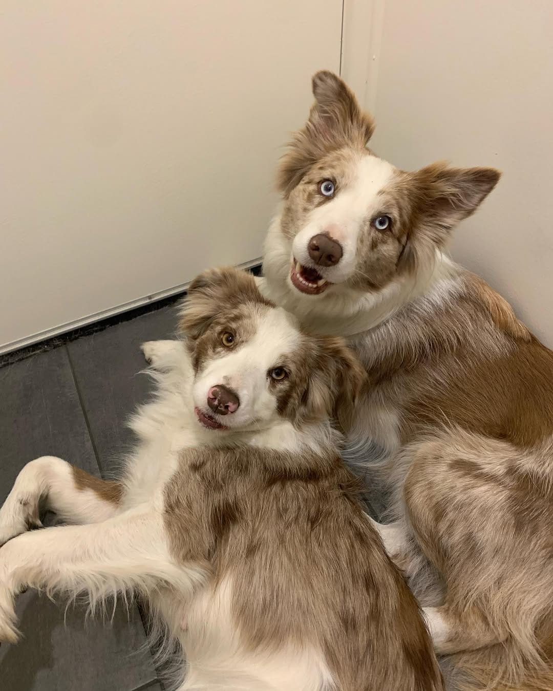 Post 8 by Nala and Winnie on Instagram (carousel)