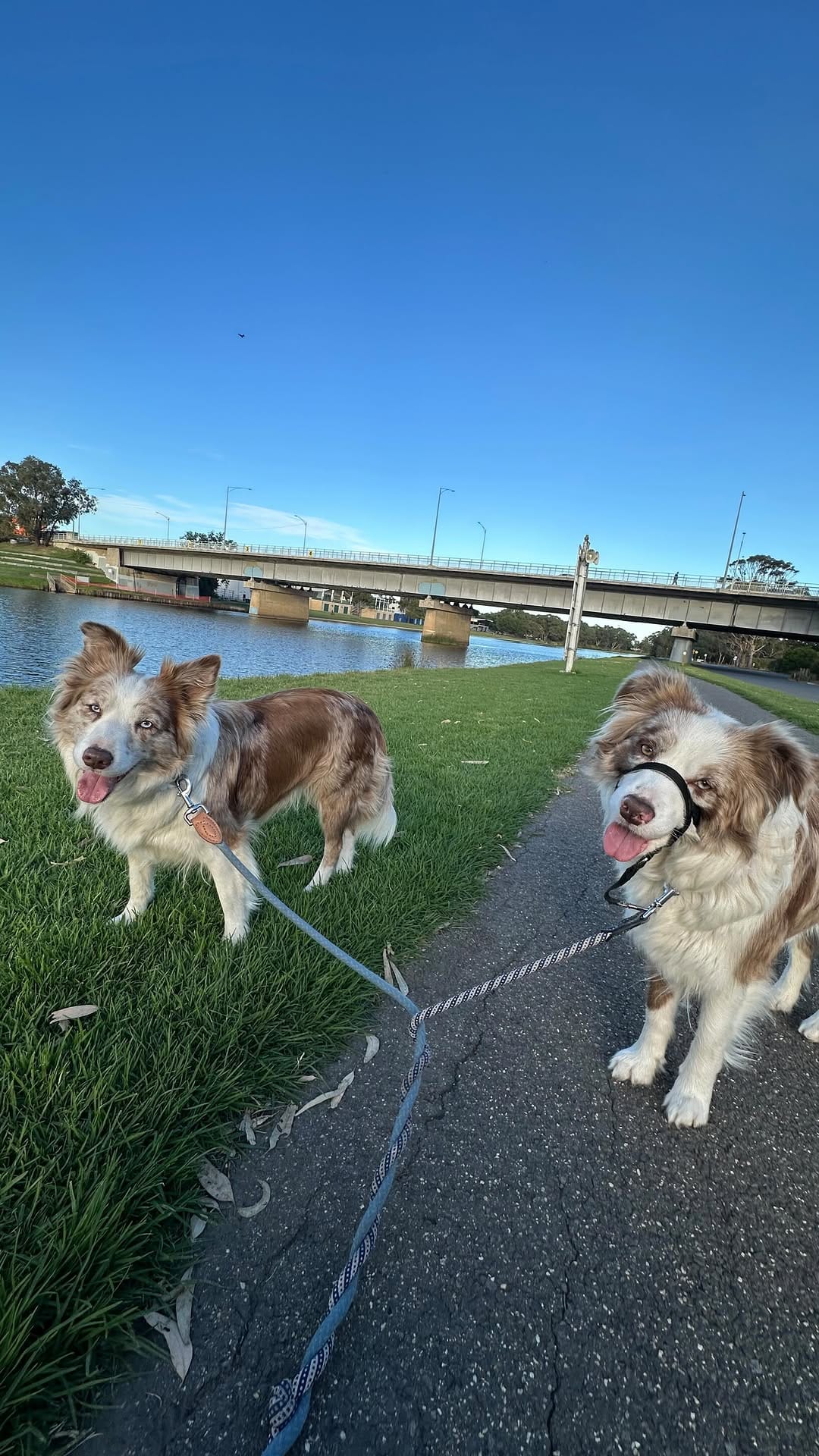 Post 7 by Nala and Winnie on Instagram (video)