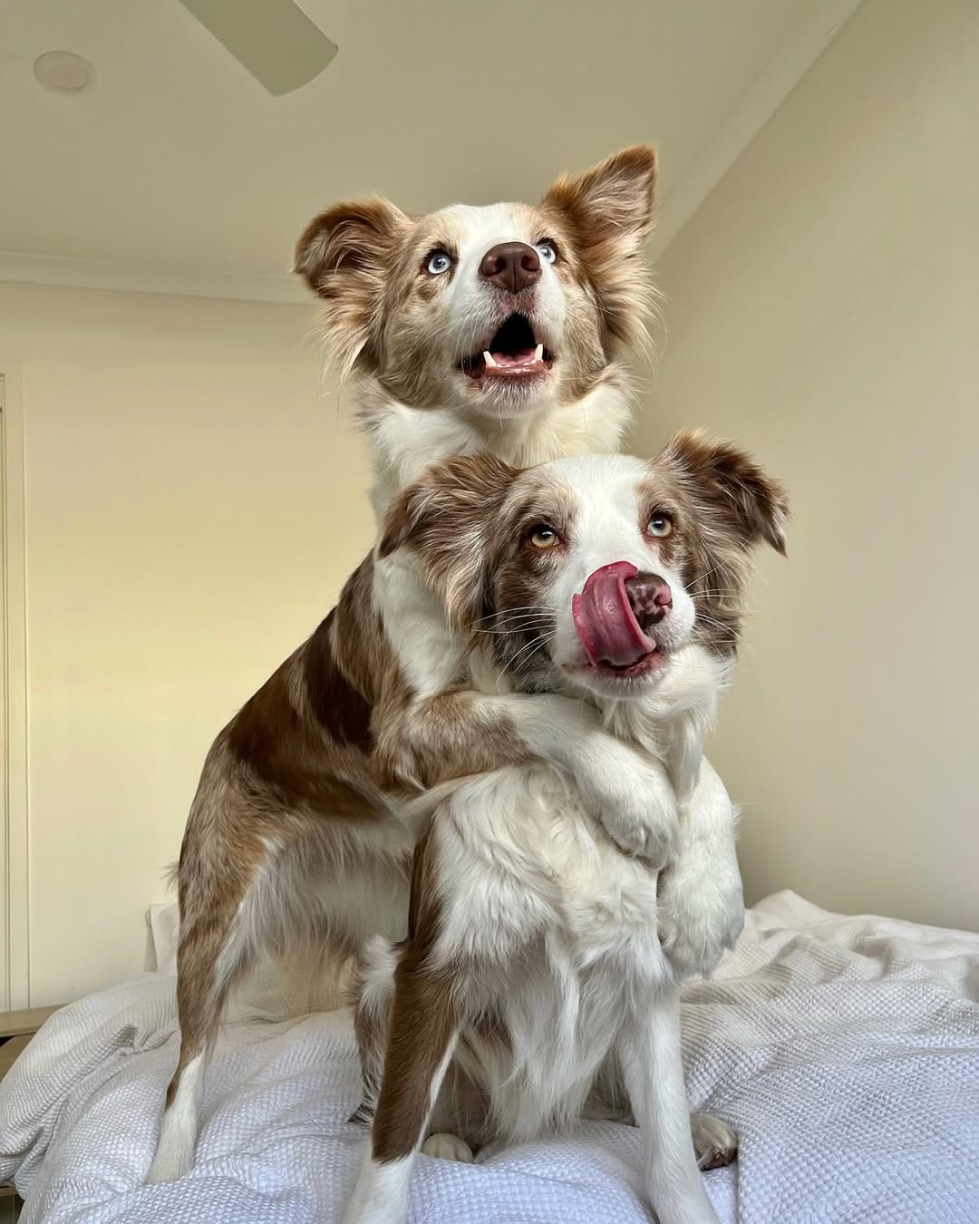 Post 10 by Nala and Winnie on Instagram (image)