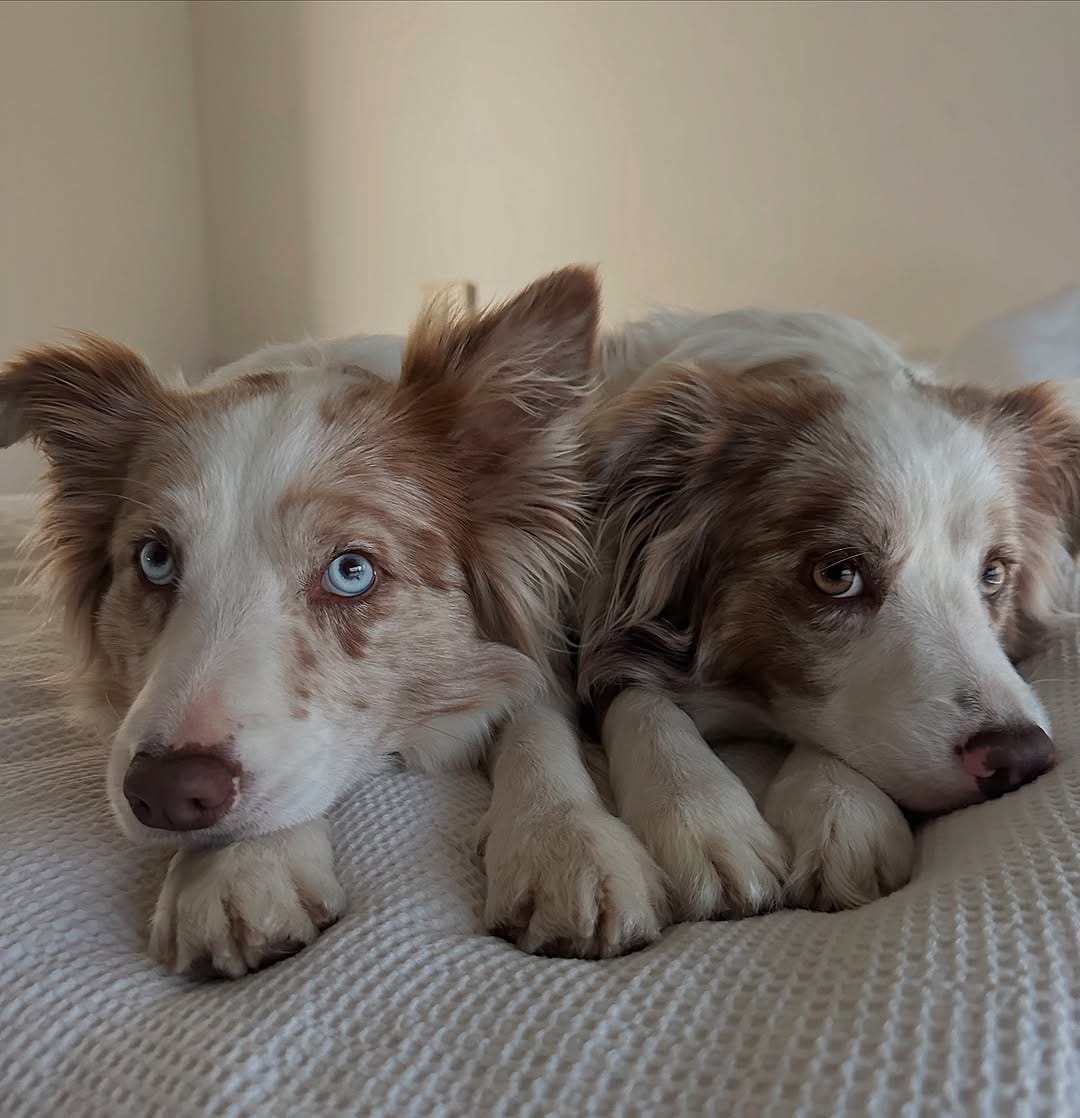 Post 4 by Nala and Winnie on Instagram (image)