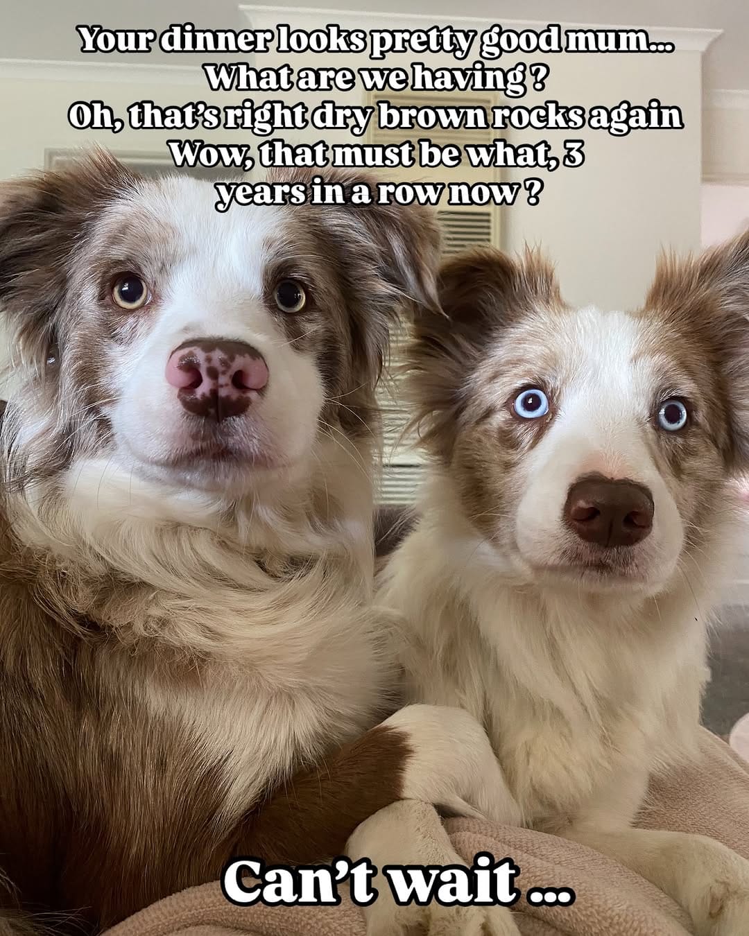 Post 6 by Nala and Winnie on Instagram (image)