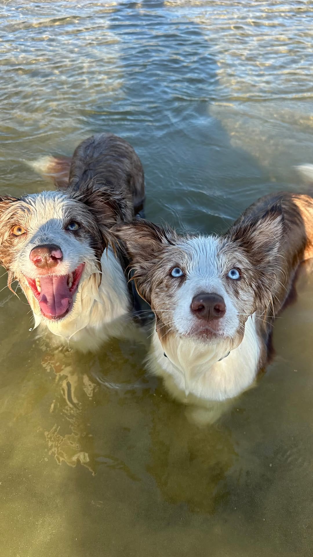 Post 5 by Nala and Winnie on Instagram (video)