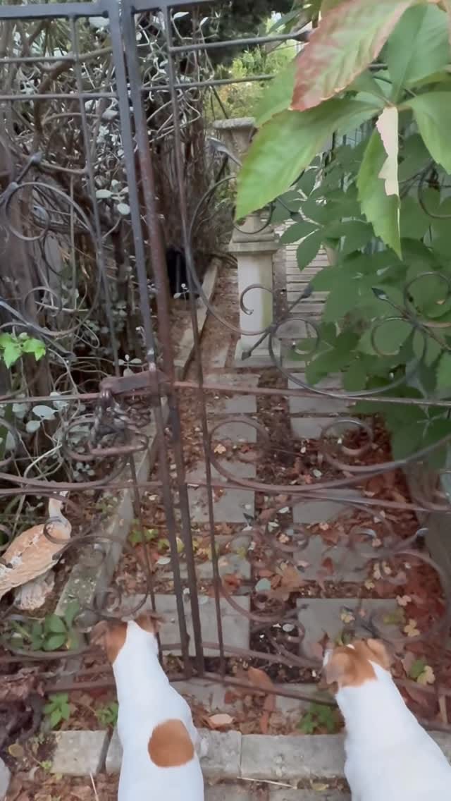 Post 8 by Cutest JRTs Rosie & Archie on Instagram (video)