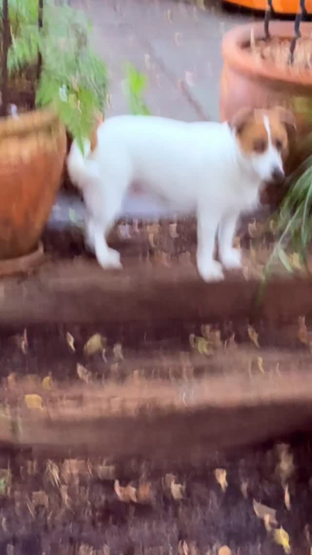 Post 7 by Cutest JRTs Rosie & Archie on Instagram (video)