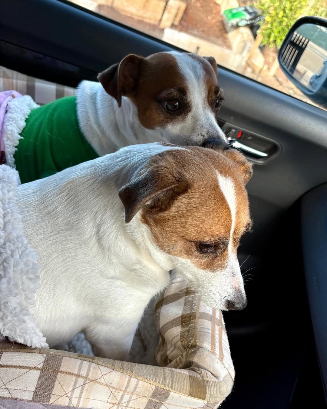 Post 1 by Cutest JRTs Rosie & Archie on Instagram (image)