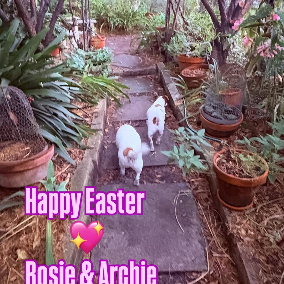 Post 10 by Cutest JRTs Rosie & Archie on Instagram (image)