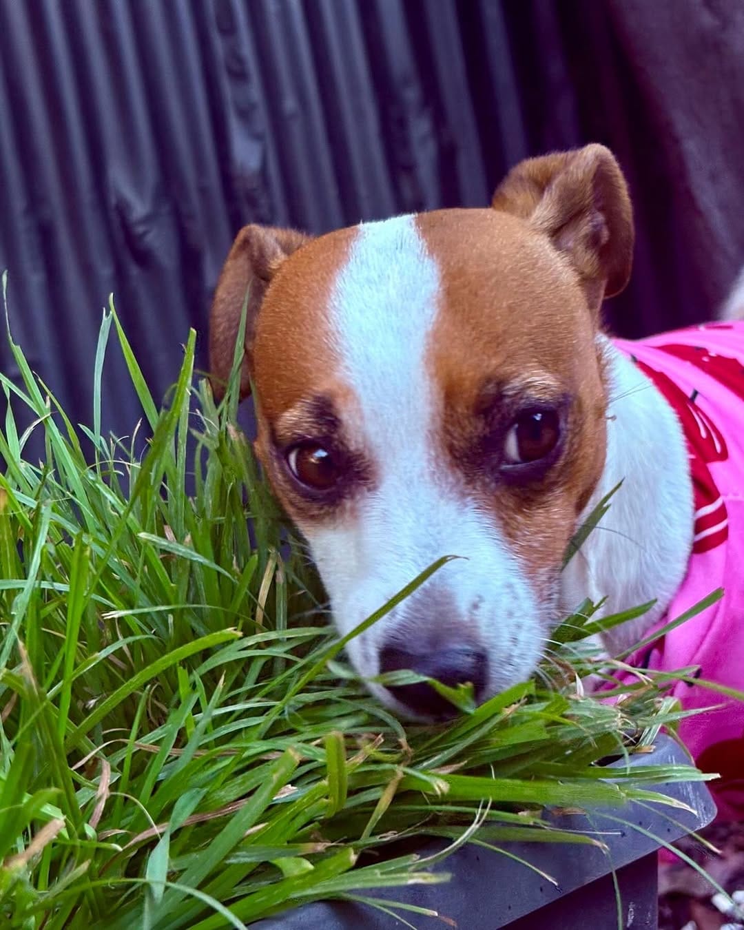 Post 3 by Cutest JRTs Rosie & Archie on Instagram (image)