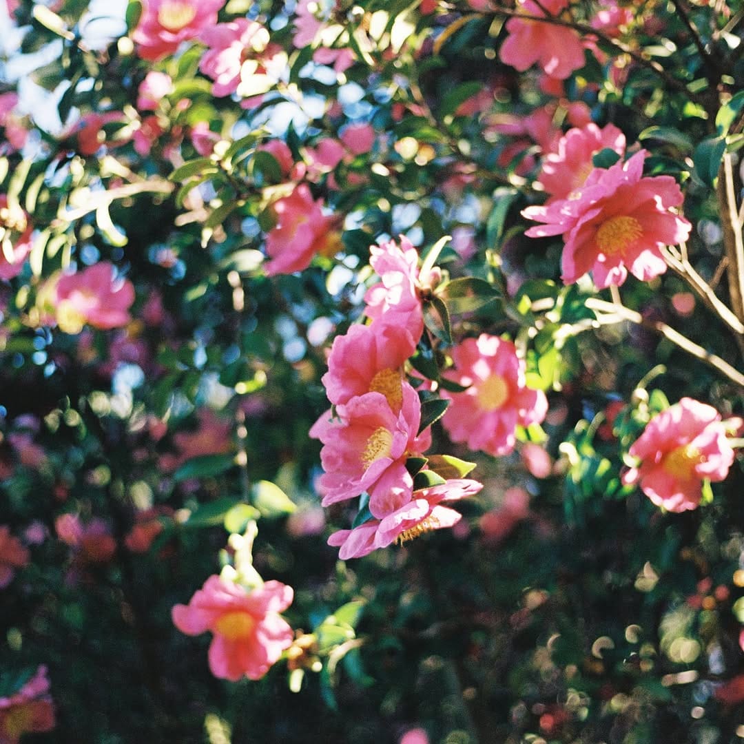 Post 1 by Emma MacAulay Photography on Instagram (image)