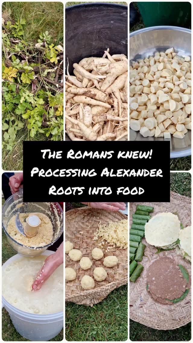 Post 1 by Michael White Wild Food Self Sufficiency Expert on Instagram (video)