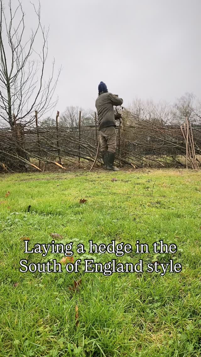 Post 7 by Michael White Wild Food Self Sufficiency Expert on Instagram (video)