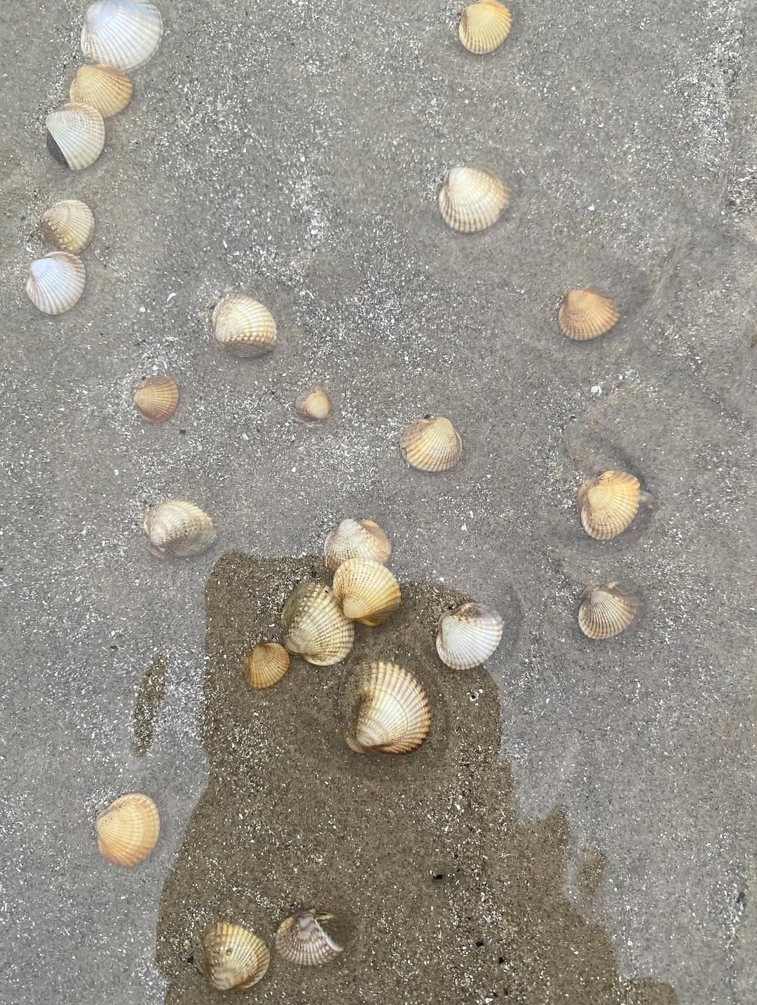 Post 6 by Michael White Wild Food Self Sufficiency Expert on Instagram (carousel)
