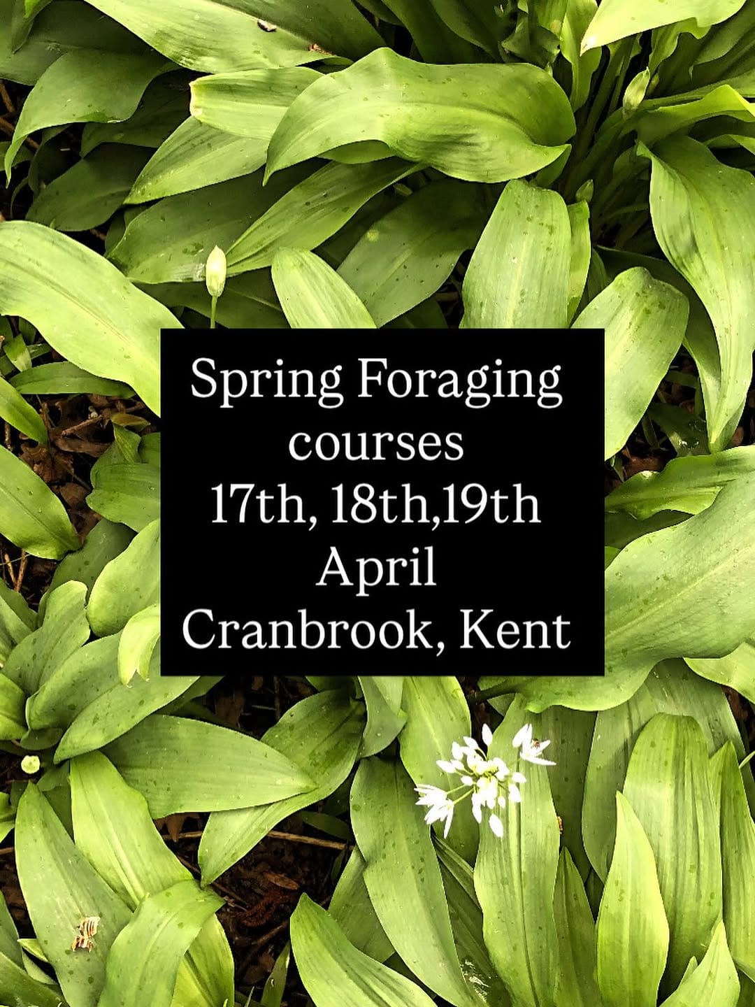 Post 3 by Michael White Wild Food Self Sufficiency Expert on Instagram (image)
