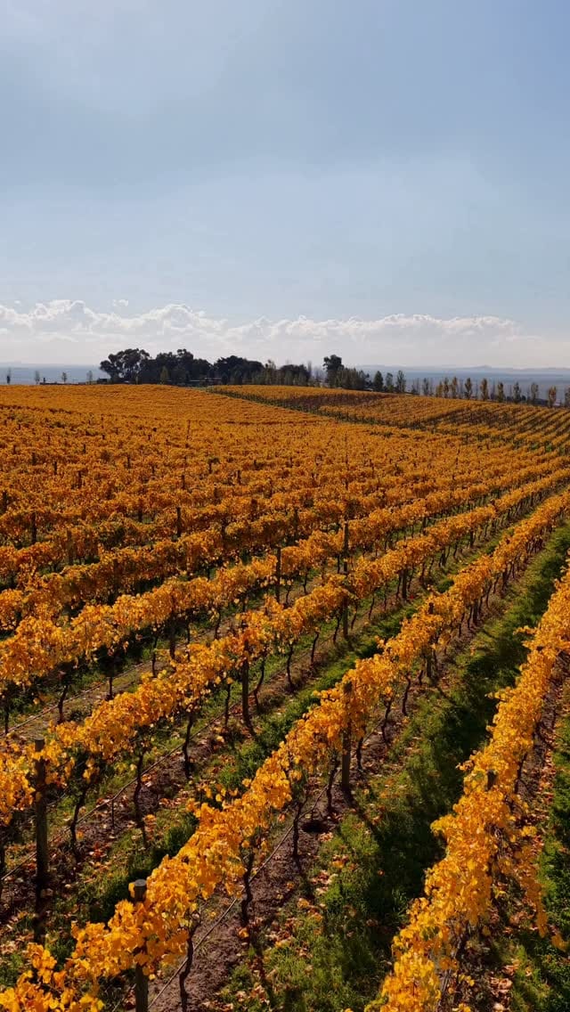 Post 6 by Marnong Estate on Instagram (video)