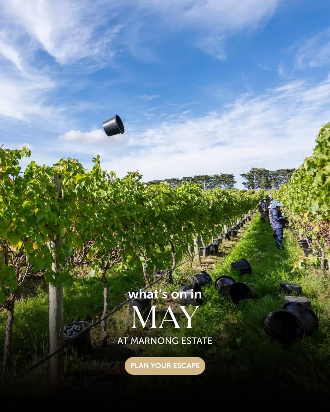 Post 8 by Marnong Estate on Instagram (carousel)