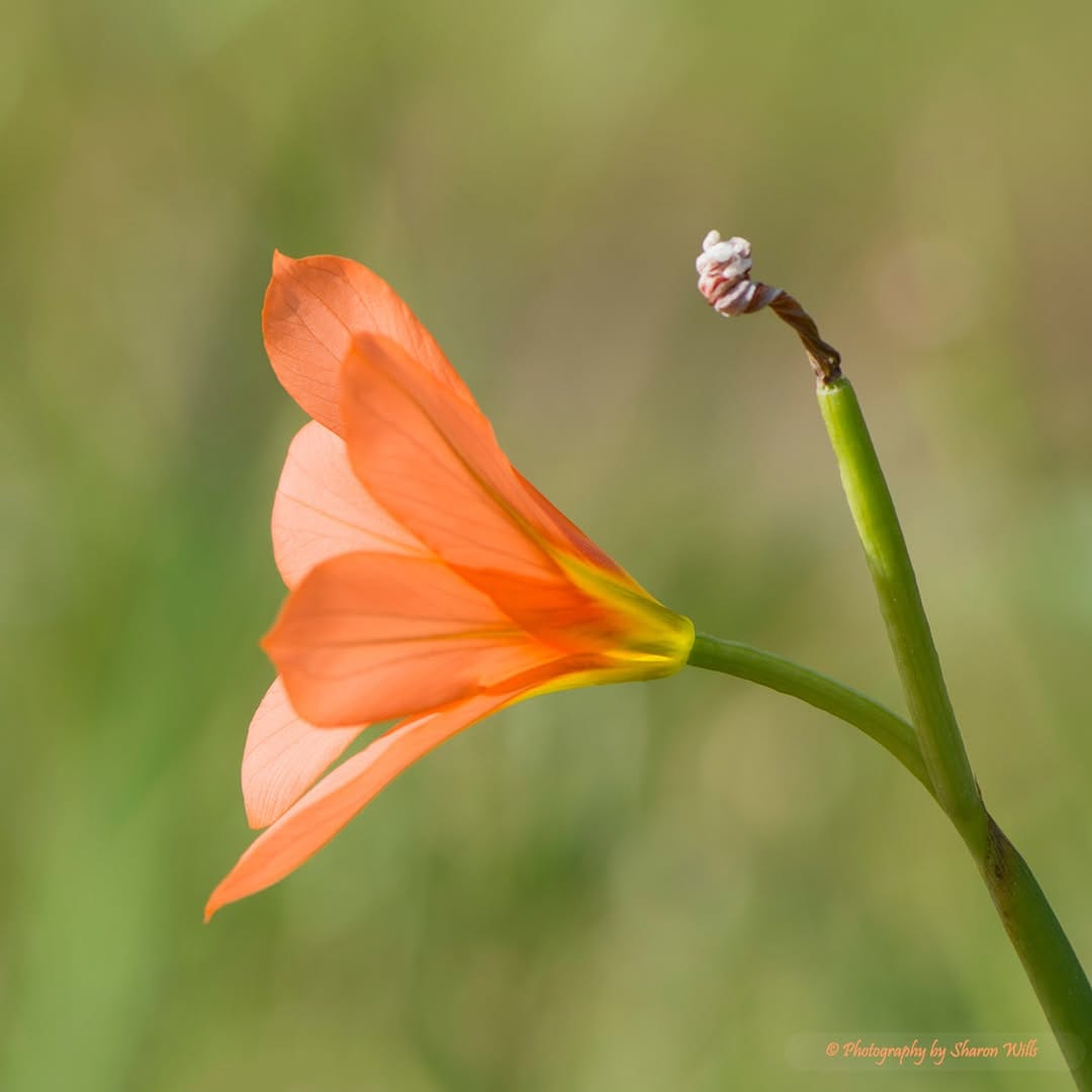 Post 1 by Sharon Wills on Instagram (image)