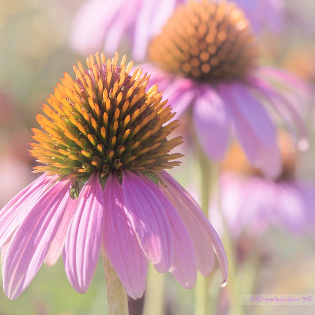 Post 10 by Sharon Wills on Instagram (image)