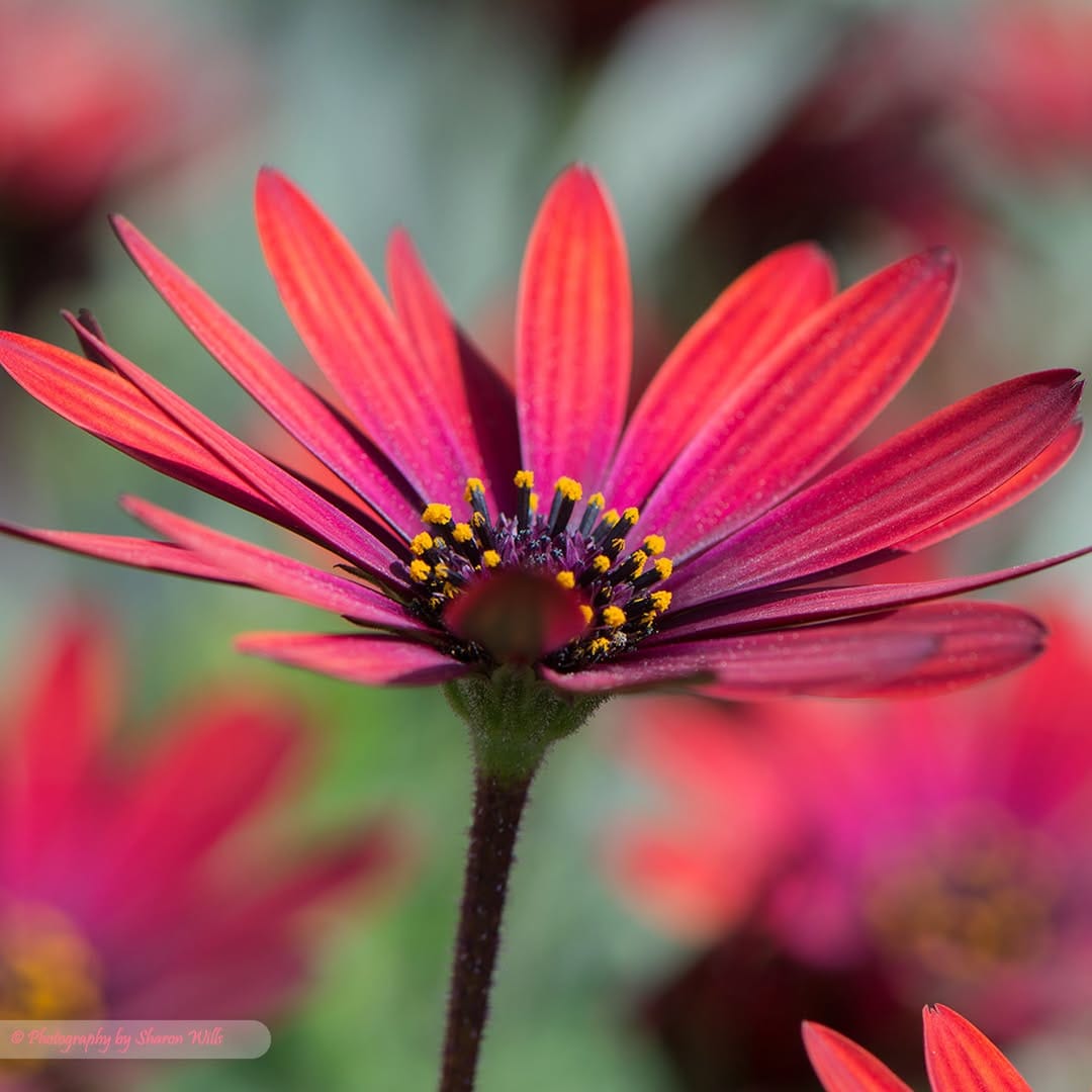 Post 3 by Sharon Wills on Instagram (image)
