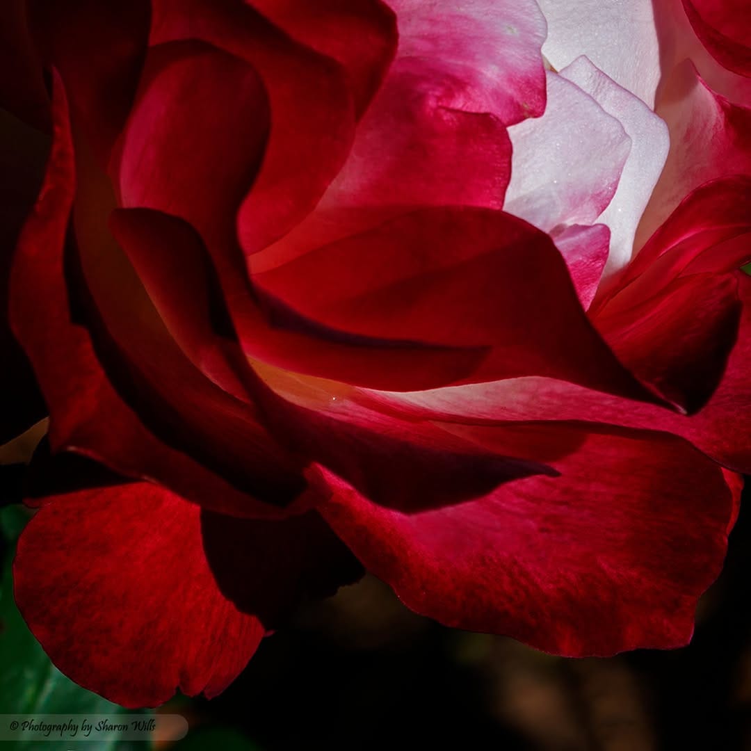 Post 4 by Sharon Wills on Instagram (image)
