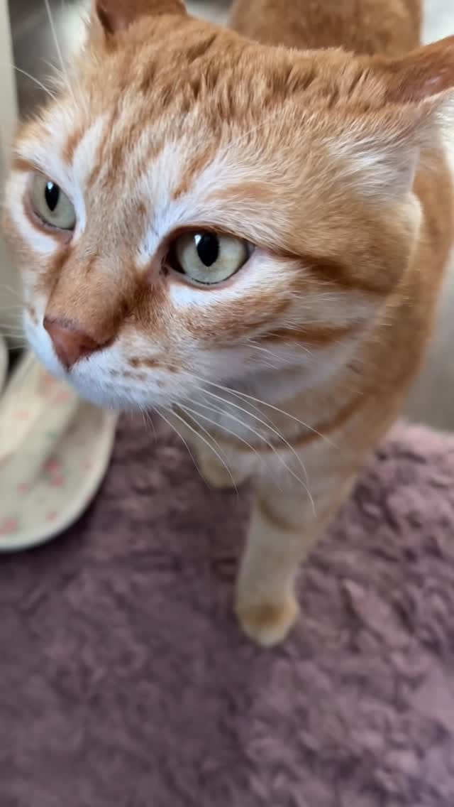 Post 2 by 🐱 КОТ ПАНТИЛИМОН 🐱САМЫЙ РЫЖИЙ БЛОГ🧡🧡🧡 on Instagram (video)