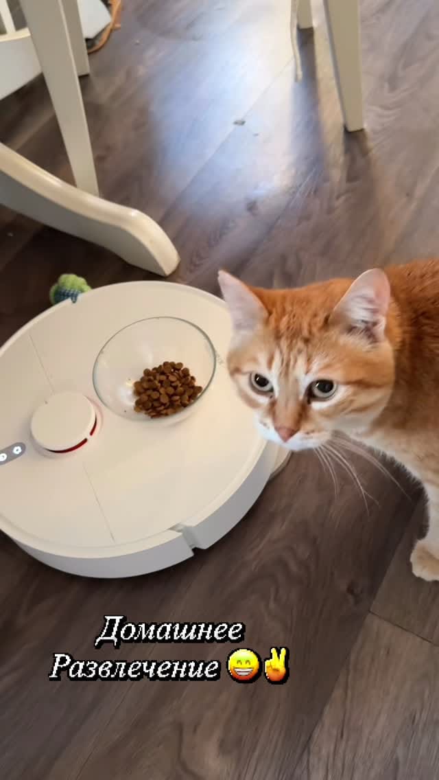 Post 1 by 🐱 КОТ ПАНТИЛИМОН 🐱САМЫЙ РЫЖИЙ БЛОГ🧡🧡🧡 on Instagram (video)