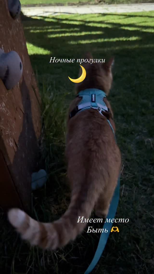Post 5 by 🐱 КОТ ПАНТИЛИМОН 🐱САМЫЙ РЫЖИЙ БЛОГ🧡🧡🧡 on Instagram (video)