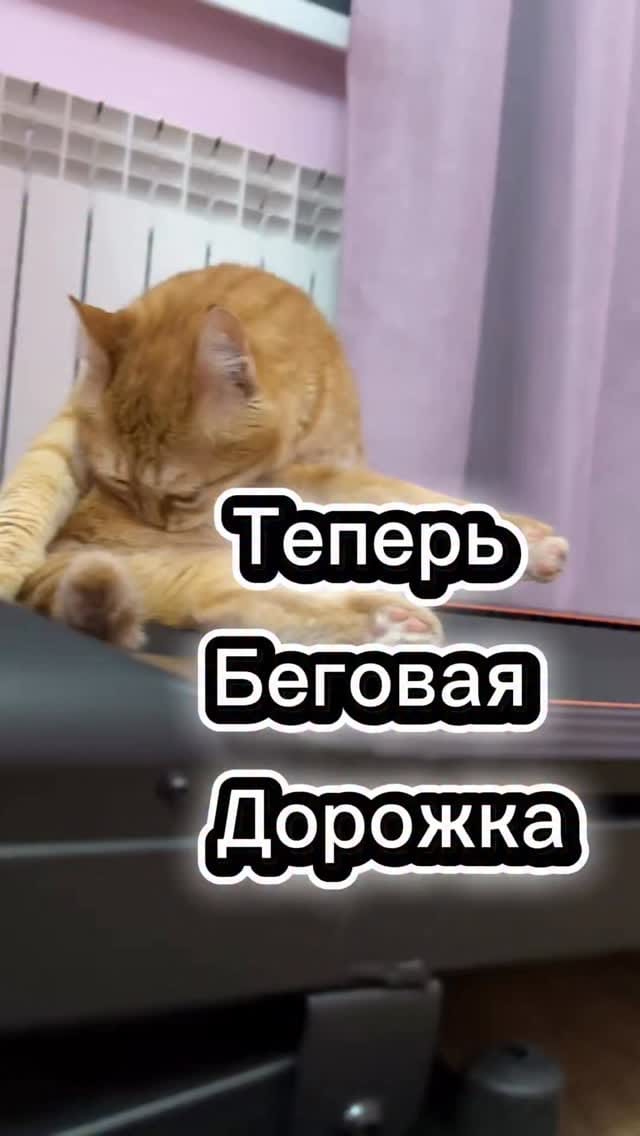 Post 3 by 🐱 КОТ ПАНТИЛИМОН 🐱САМЫЙ РЫЖИЙ БЛОГ🧡🧡🧡 on Instagram (video)