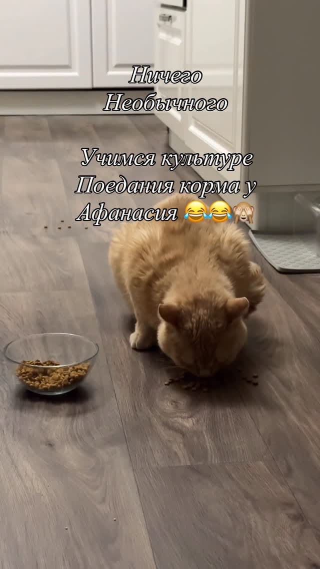 Post 8 by 🐱 КОТ ПАНТИЛИМОН 🐱САМЫЙ РЫЖИЙ БЛОГ🧡🧡🧡 on Instagram (video)