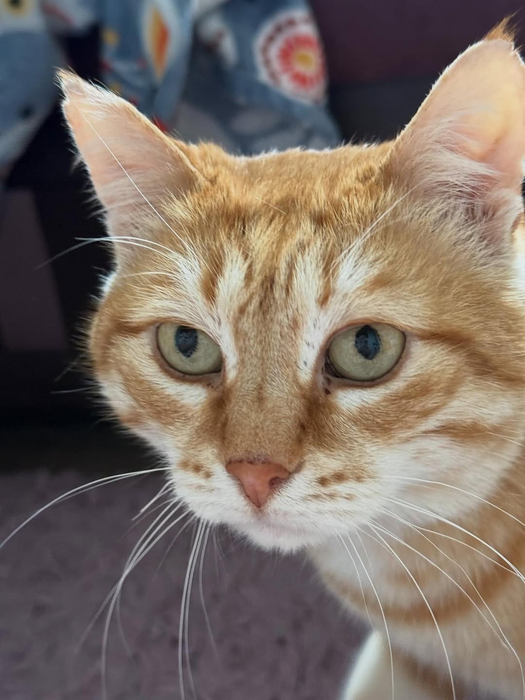 Post 9 by 🐱 КОТ ПАНТИЛИМОН 🐱САМЫЙ РЫЖИЙ БЛОГ🧡🧡🧡 on Instagram (carousel)