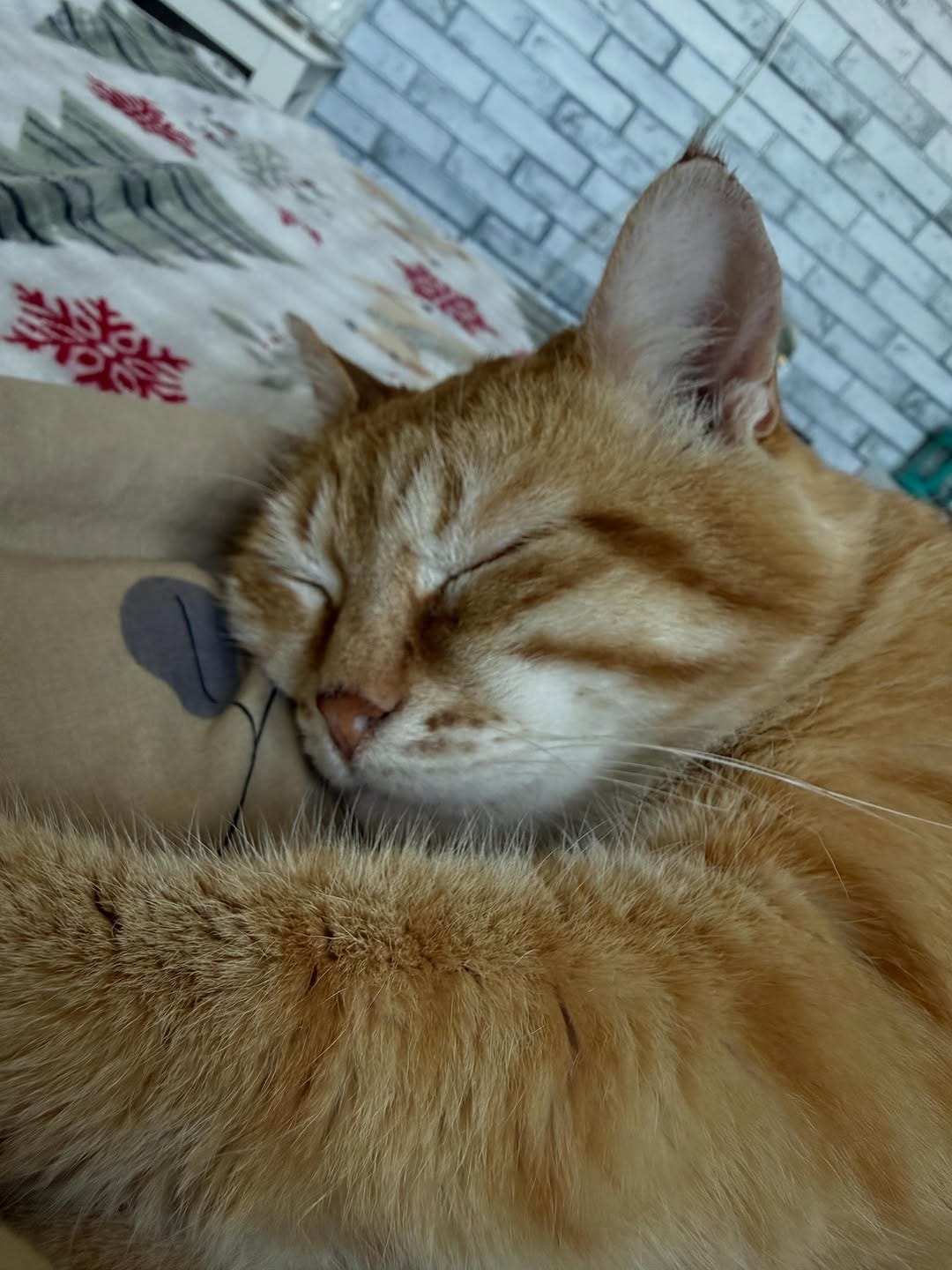 Post 4 by 🐱 КОТ ПАНТИЛИМОН 🐱САМЫЙ РЫЖИЙ БЛОГ🧡🧡🧡 on Instagram (carousel)