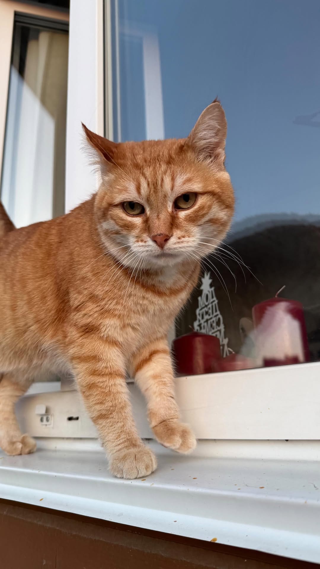 Post 7 by 🐱 КОТ ПАНТИЛИМОН 🐱САМЫЙ РЫЖИЙ БЛОГ🧡🧡🧡 on Instagram (video)