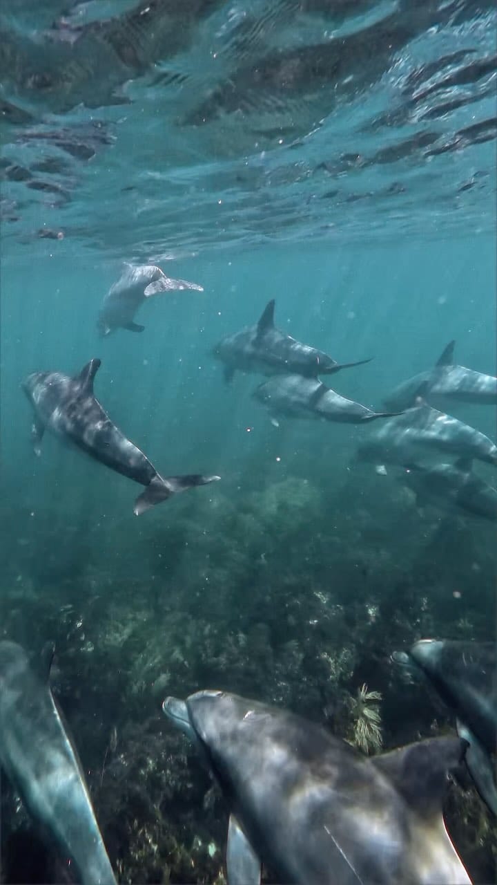Post 10 by Pedro Bonfante on Instagram (video)