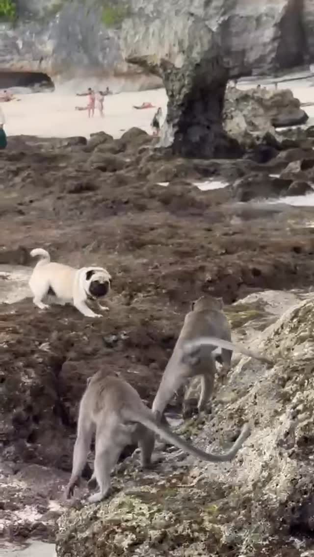 Post 1 by Leonardo The Beach Pug on Instagram (video)