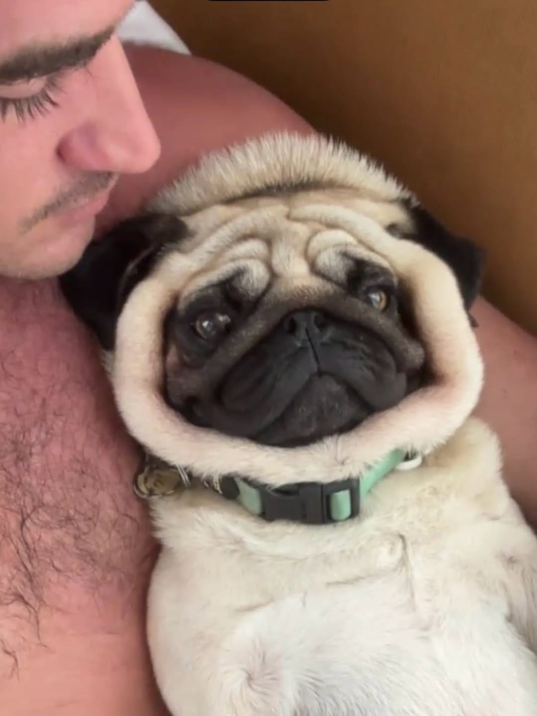 Post 3 by Leonardo The Beach Pug on Instagram (image)