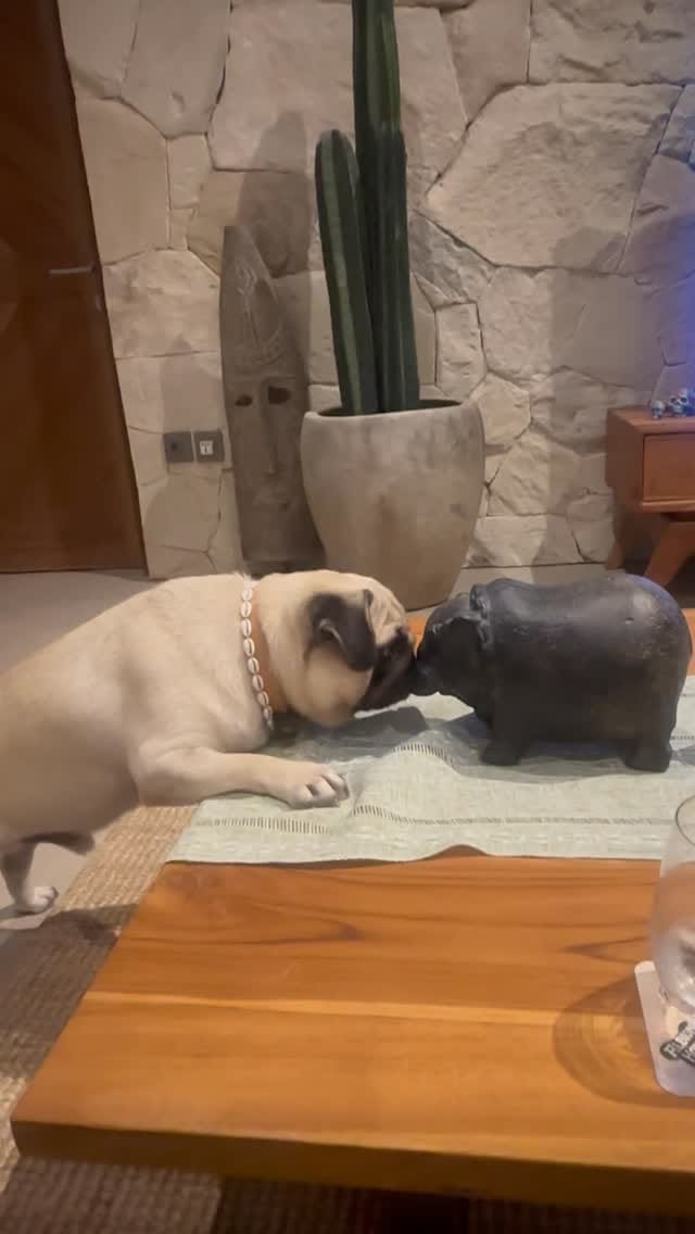 Post 8 by Leonardo The Beach Pug on Instagram (video)