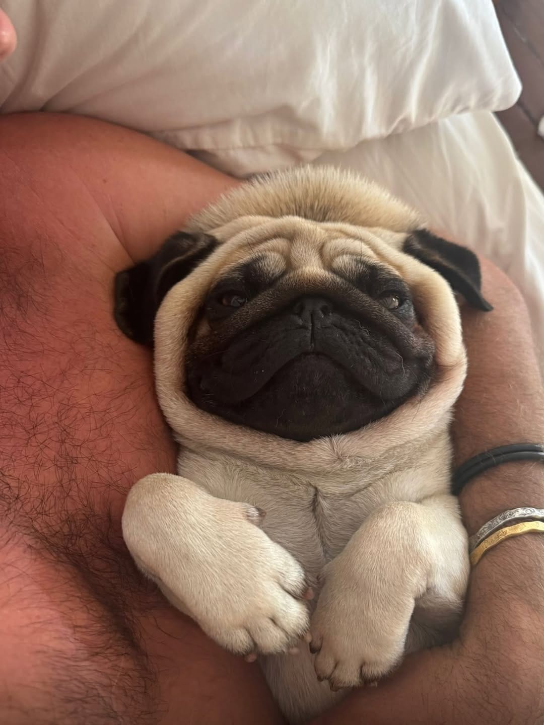 Post 5 by Leonardo The Beach Pug on Instagram (image)