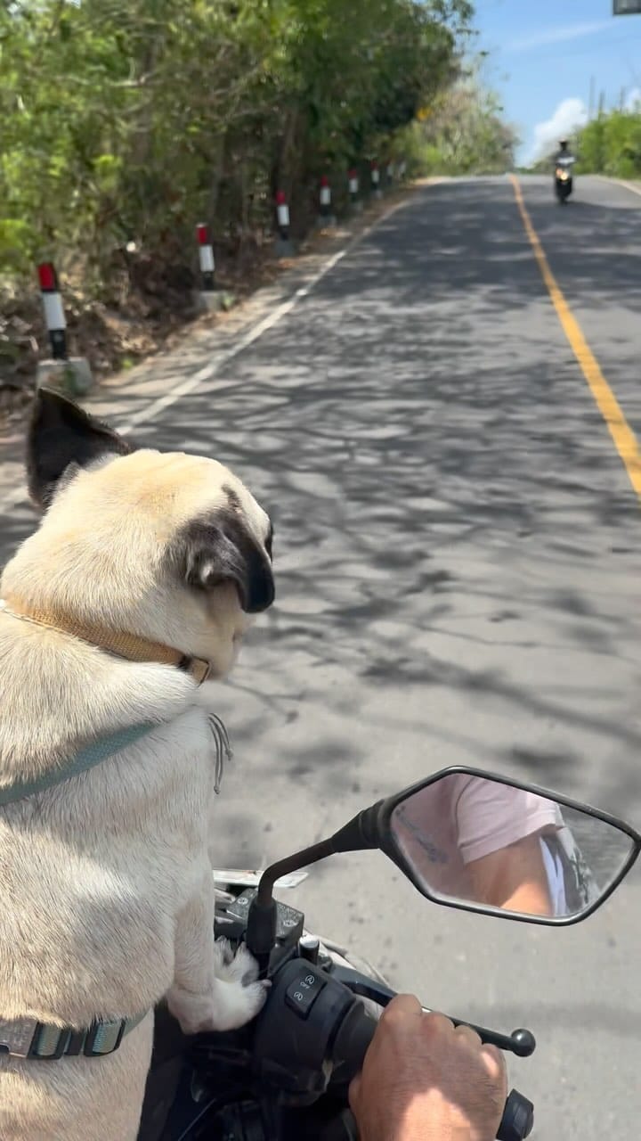 Post 10 by Leonardo The Beach Pug on Instagram (video)