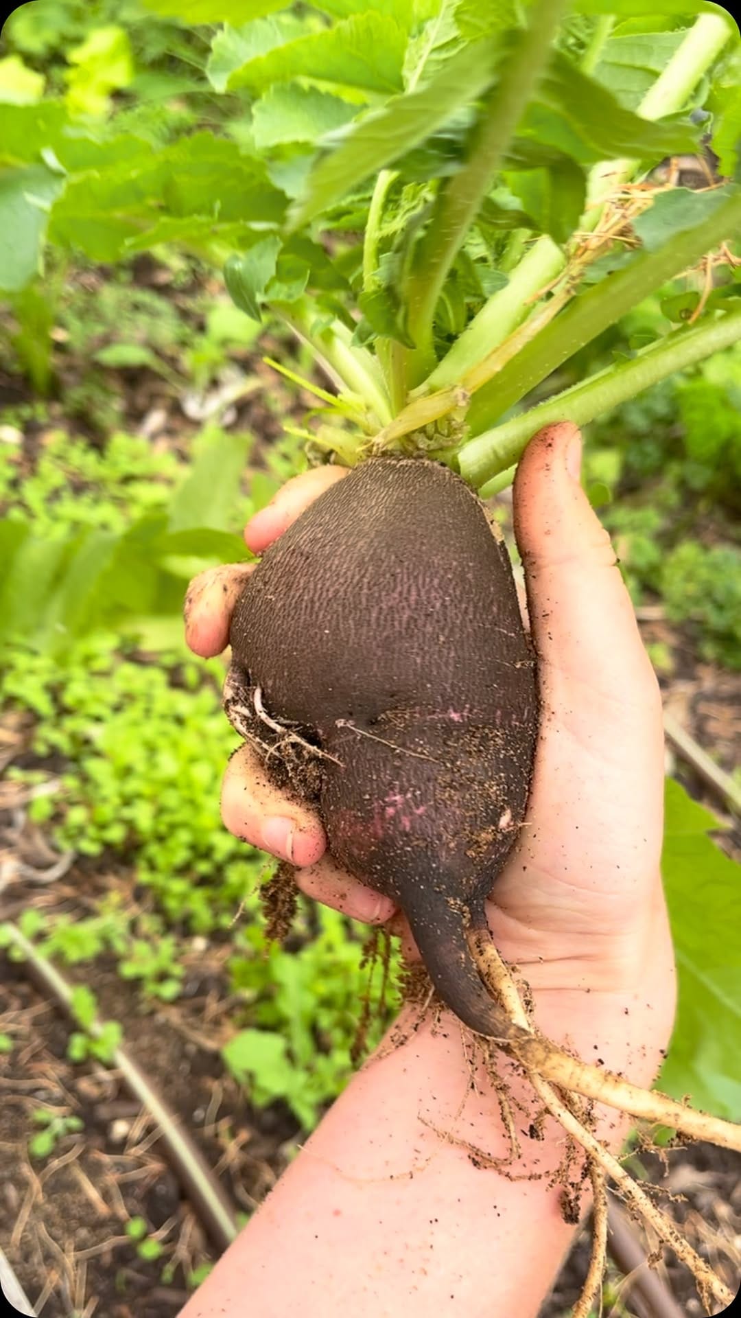Post 7 by Mother Nature Nurture on Instagram (video)