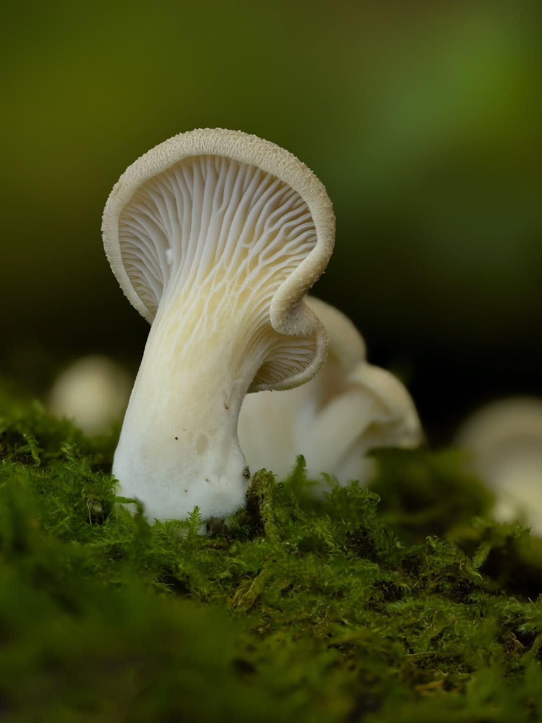 Post 5 by Tim Grimsey on Instagram (image)