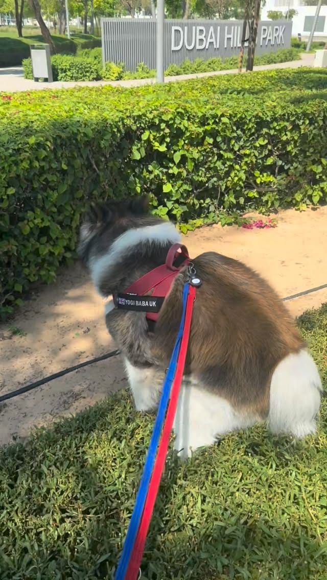 Post 1 by 3 BROTHERS&YOGI🧸 MAMA IS MANAGER🌹 on Instagram (video)
