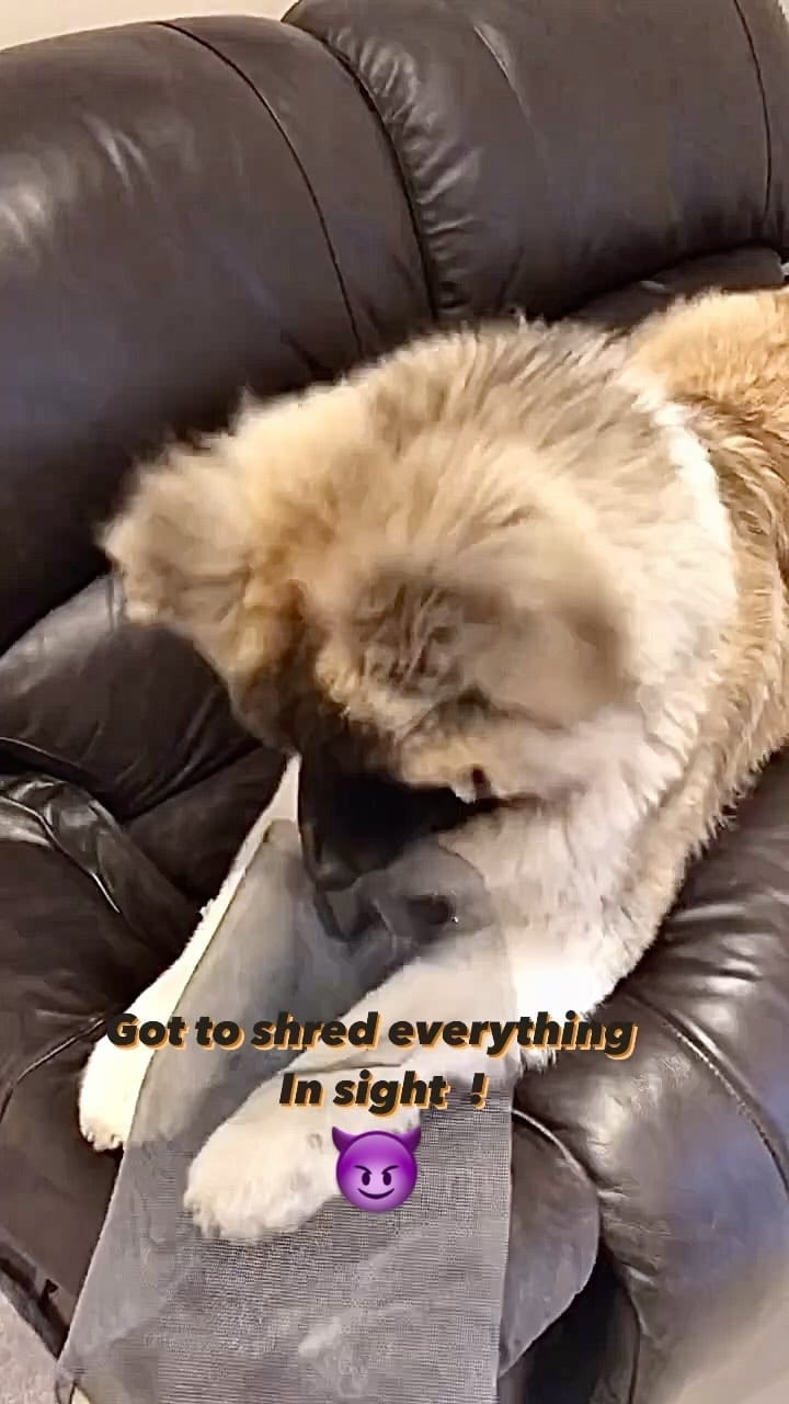 Post 5 by 3 BROTHERS&YOGI🧸 MAMA IS MANAGER🌹 on Instagram (video)