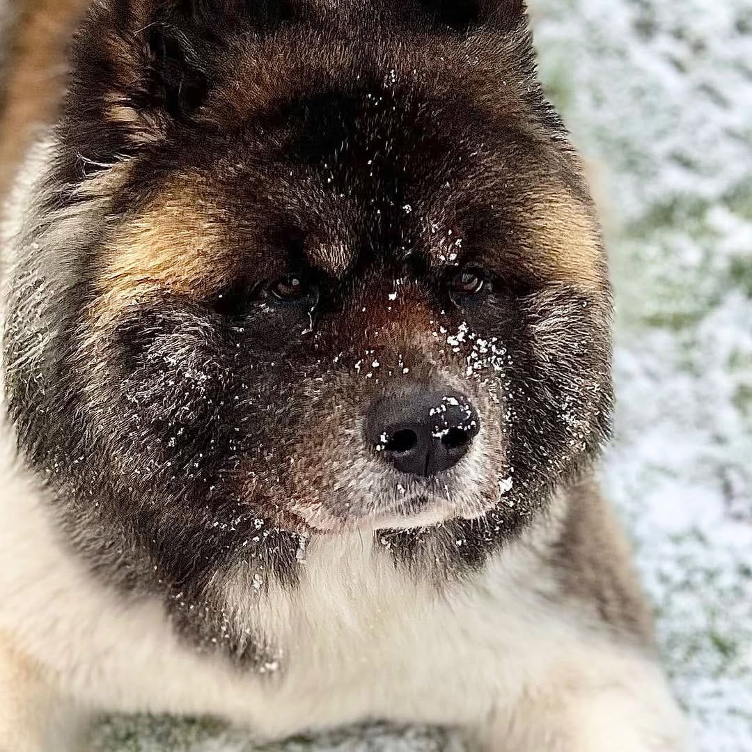 Post 2 by 3 BROTHERS&YOGI🧸 MAMA IS MANAGER🌹 on Instagram (image)