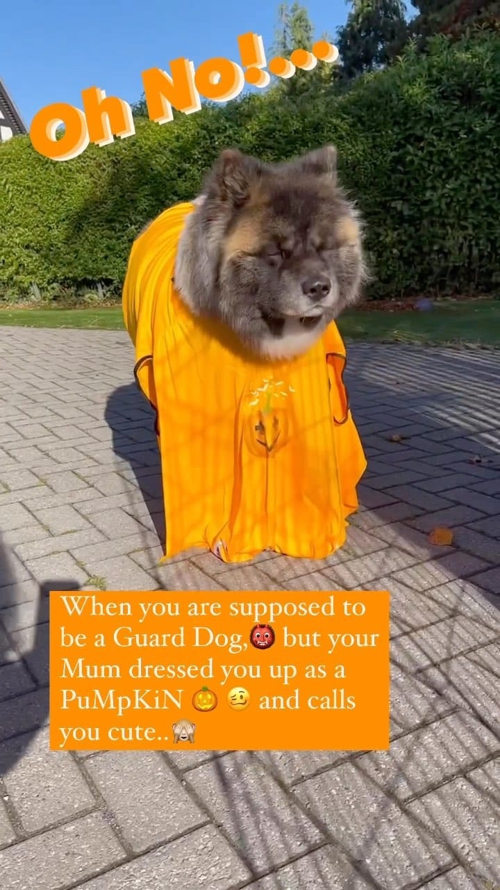 Post 7 by 3 BROTHERS&YOGI🧸 MAMA IS MANAGER🌹 on Instagram (video)