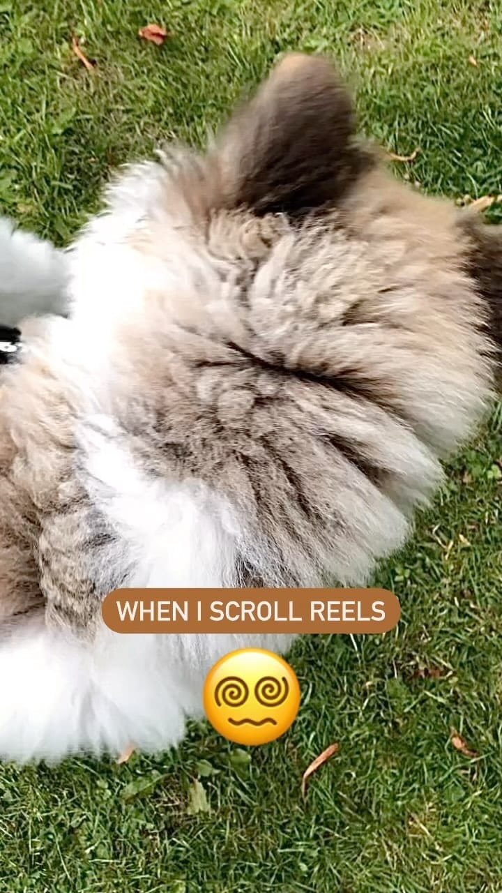 Post 3 by 3 BROTHERS&YOGI🧸 MAMA IS MANAGER🌹 on Instagram (video)