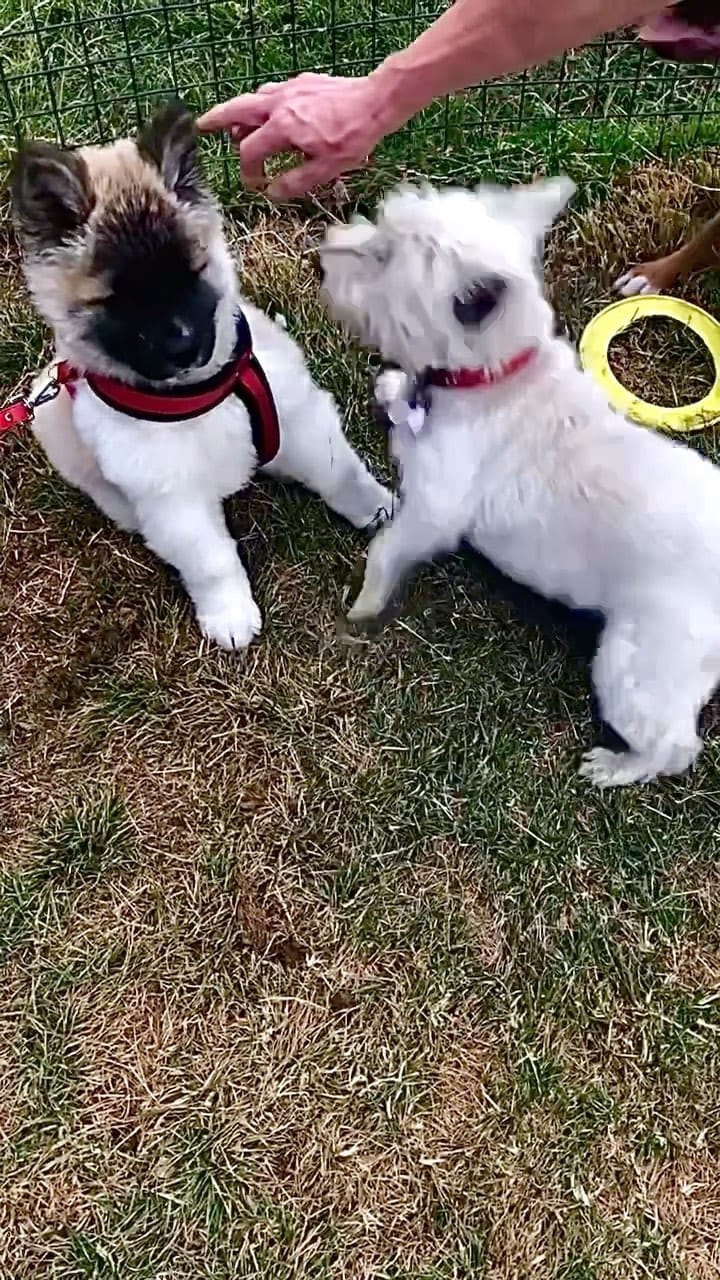 Post 10 by 3 BROTHERS&YOGI🧸 MAMA IS MANAGER🌹 on Instagram (video)