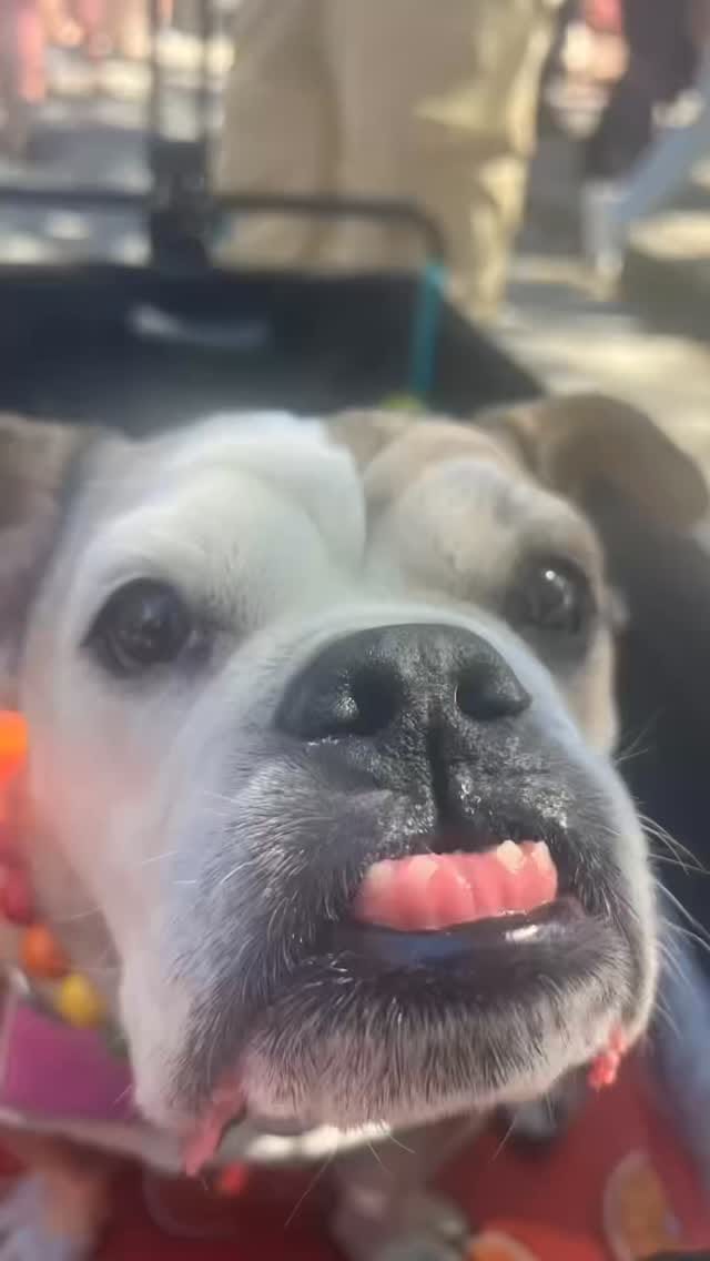 Post 1 by al-BONDY-ga = Meatball on Instagram (video)