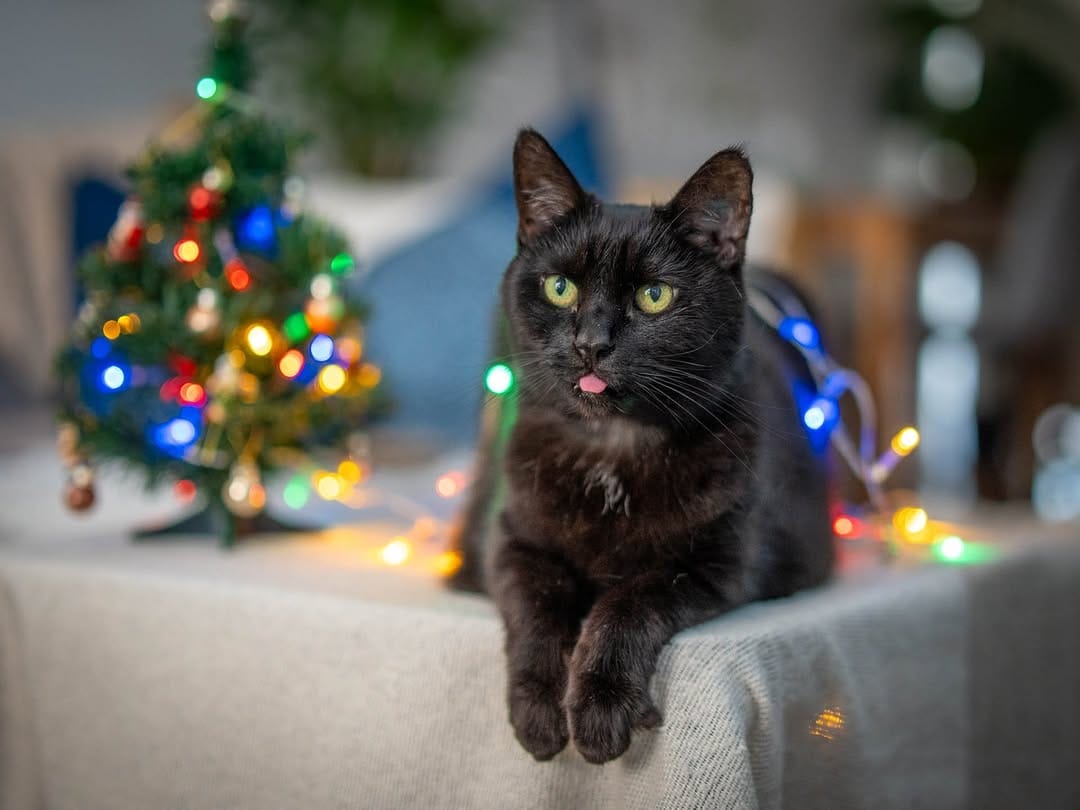 Post 4 by Willow the travelling cat on Instagram (image)