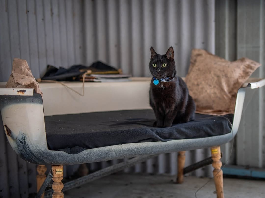 Post 5 by Willow the travelling cat on Instagram (image)