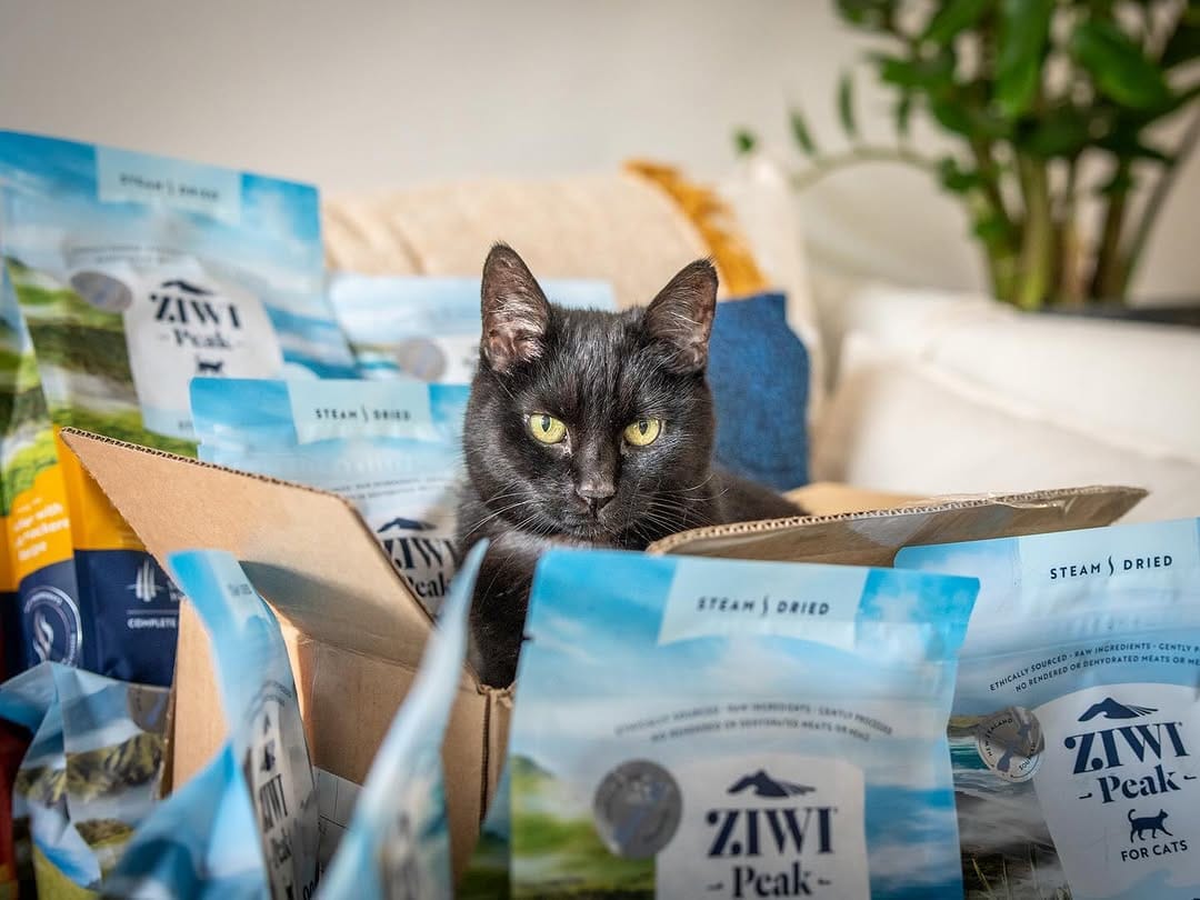 Post 6 by Willow the travelling cat on Instagram (image)